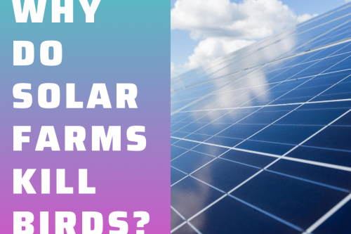 Why do solar farms kill birds? 